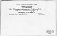 Gymnosporangium juniperi-virginianae image